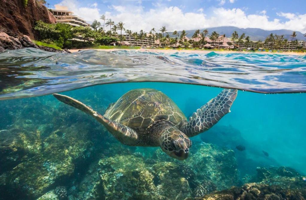 Noahs Hideaway Luxury B&B Lahaina Eksteriør bilde